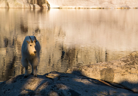 Goat at Inspiration Lake