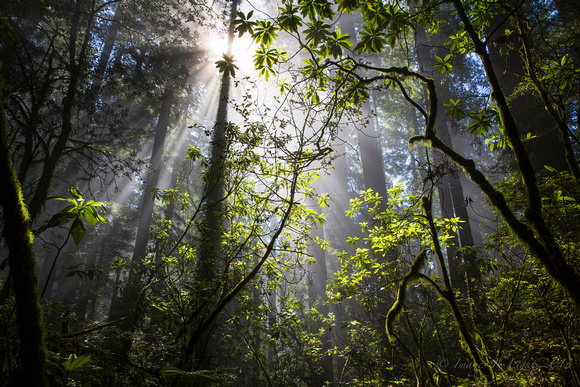 Misty Redwoods (H)
