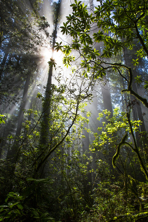 Misty Redwoods (V)