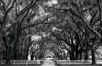 The Plantation Black and White