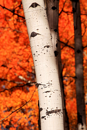 Aspen Detail Fall Color, Grand Teton National Park
