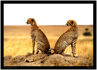 Brothers Of The Serengeti 6