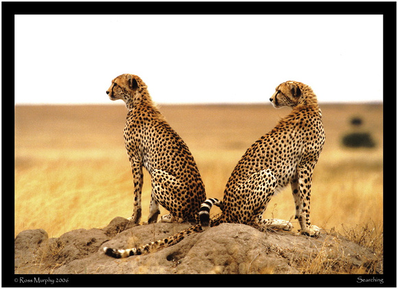 Brothers Of The Serengeti 6