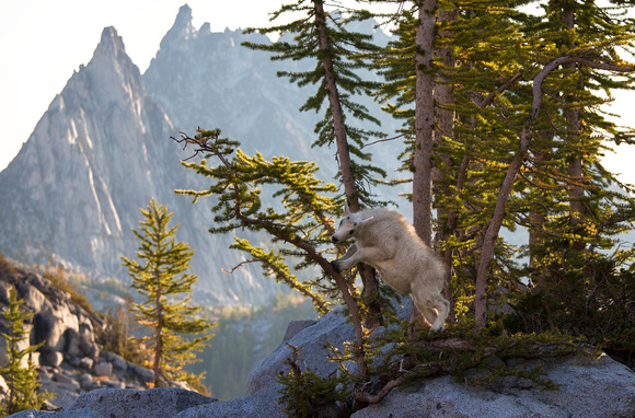 Mountain Goat and Prusik Peak