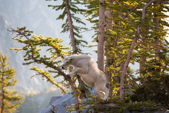Mountain Goat and Alpine Larch