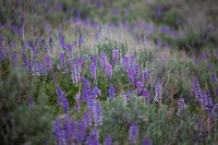 Lupins and Sage