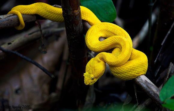 Eyelash Viper, Costa Rica