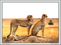 Brothers Of The Serengeti 2