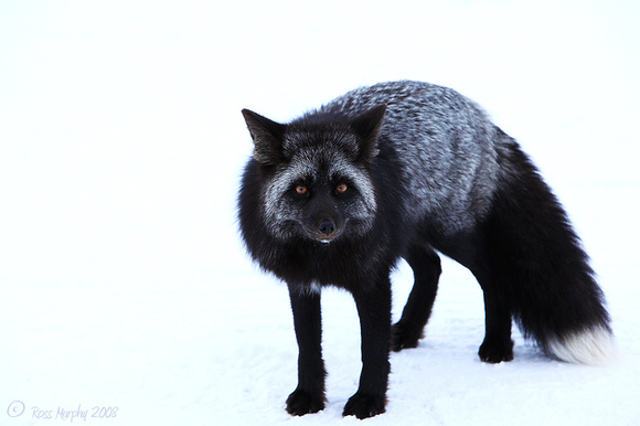 Red Fox, Black and Silver Phase