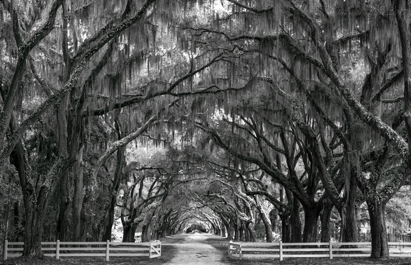 Images In Light: Latest Work &emdash; The Plantation Black and White