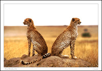 Brothers Of The Serengeti 1