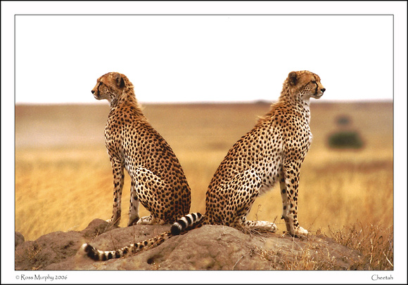 Brothers Of The Serengeti 1