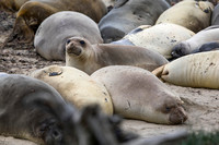 Female elephant seal