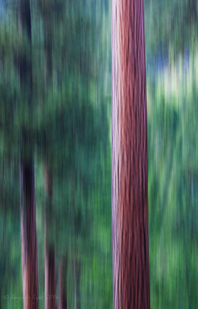 Ponderosa Pine Abstract V II