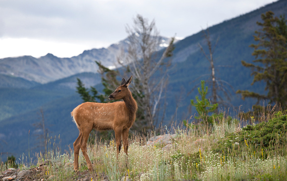 Yearling Elk