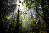 Misty Redwoods (H)