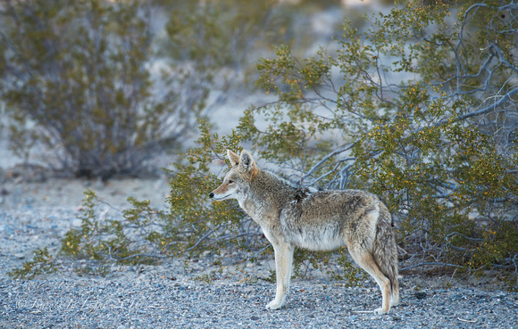 Coyote and Mesquite