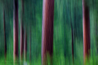 Ponderosa Pine Abstract H