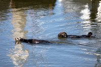 Mother and Pup