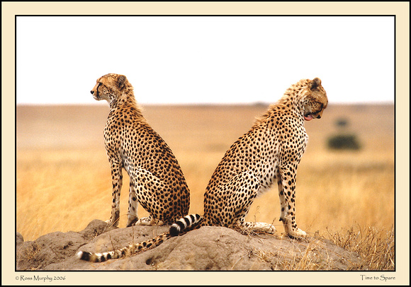 Brothers Of The Serengeti 5
