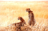 Brothers Of The Serengeti