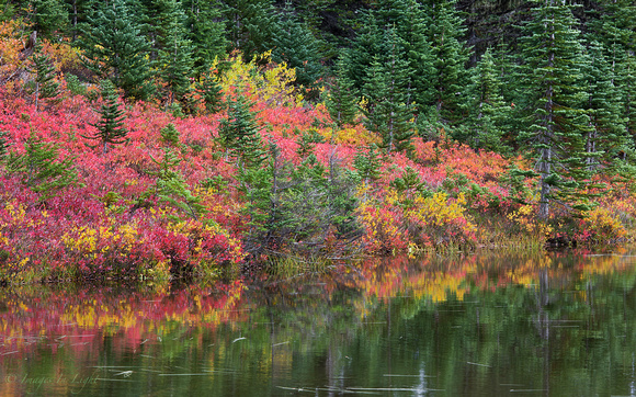 Fall at Mt Rainier National Park