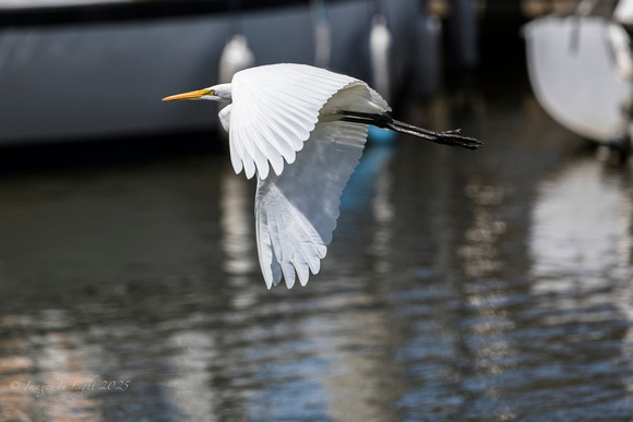 Great Egret fly by