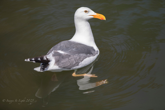 Gull Portrait