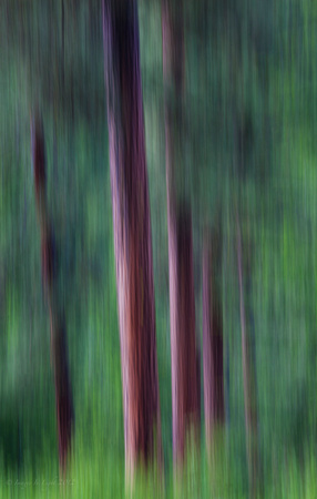 Ponderosa Pine Abstract V