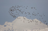 Snow Geese Migration over Mt Baker