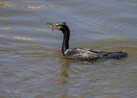 Double-Crested Cormorant