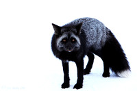 Red Fox, Black and Silver Phase